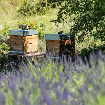 Casa vacanze Domaine Calmel & Joseph Montirat (Aude)