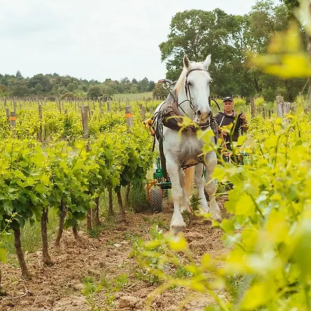 Domaine Calmel & Joseph * Montirat (Aude)