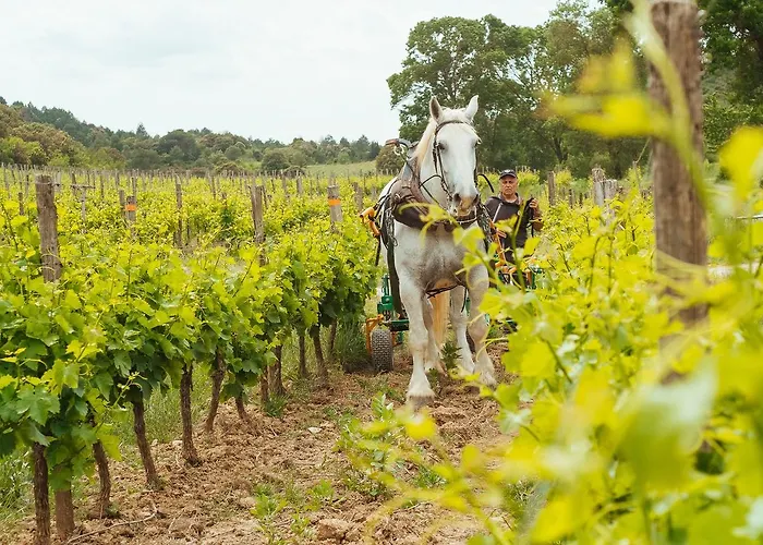 Domaine Calmel & Joseph * Montirat